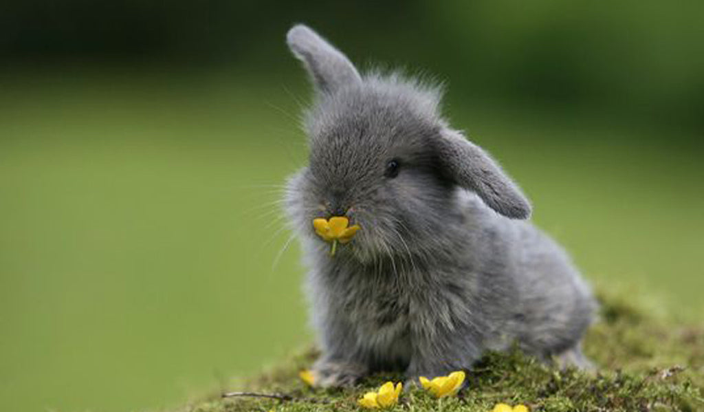 Bunny Bait for your little bunnies!